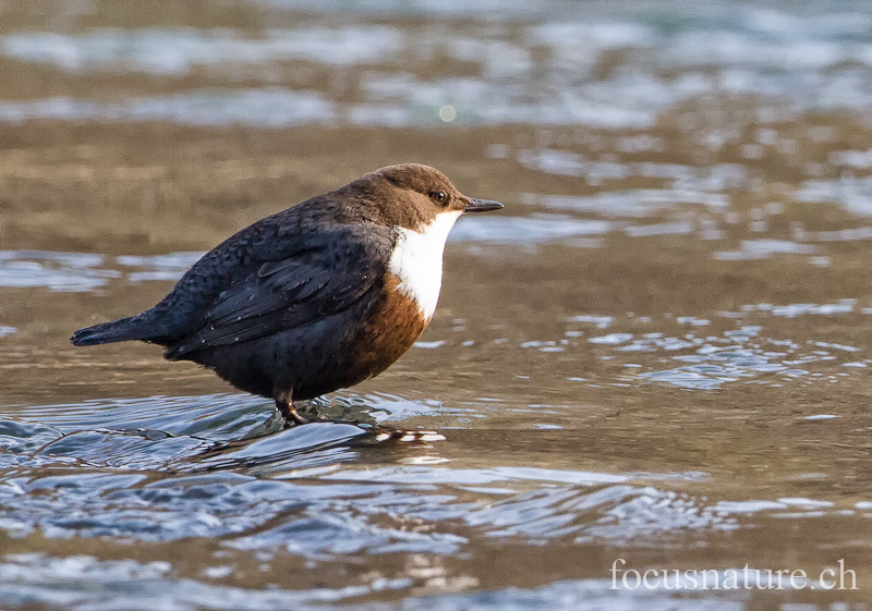 Cincle 7274.jpg - Cincle plongeur, White-throated Dipper, Cinclus cinclus (Genève, Suisse, février 2012)